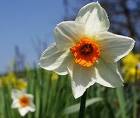 narcisky 102