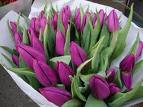 tulipan102