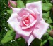 Růže1