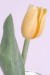 tulipany19
