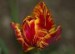 tulipany20