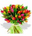 tulipán52