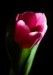tulipany16