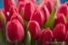 tulipany14