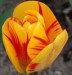 tulipany15