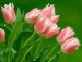 tulipany10