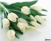tulipany11