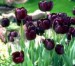 tulipany12