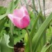 tulipany7