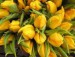 tulipany2