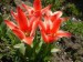 tulipan 107