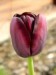 tulipan115